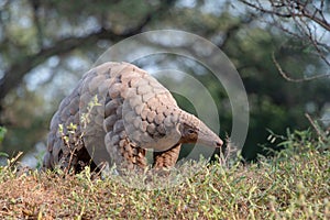 Indian Pangolin or Anteater Manis crassicaudata one of the most trafficked wildlife species