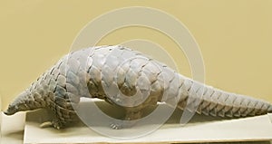 Indian pangolin preserved body