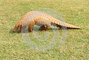 The Indian Pangolin