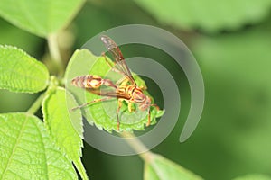 Indian paper wasp (Parapolybia indica) in Japan
