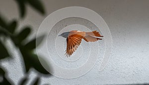 Indian paradise flycatcher bird in flight against a white wall