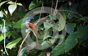 indian paradise flycatcher female bird, galle ,sri lanka.