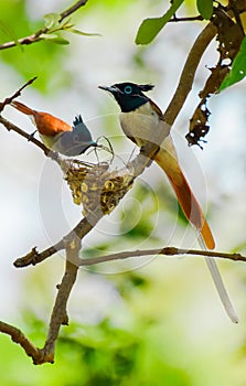 Indian paradise flycatcher male and female build their nest