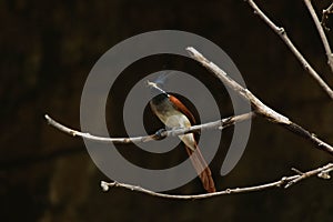 Indian paradise flycatcher Terpsiphone paradisi female with a dragonfly prey, orange bird