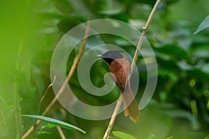 Indian paradise flycatcher Terpsiphone paradisi female, orange bird