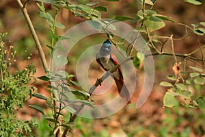 Indian paradise flycatcher Terpsiphone paradisi female, orange bird