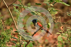 Indian paradise flycatcher Terpsiphone paradisi female, orange bird