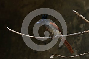 Indian paradise flycatcher Terpsiphone paradisi male , rufous morph