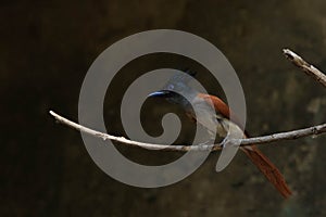 Indian paradise flycatcher Terpsiphone paradisi male , rufous morph