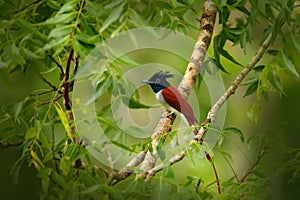 Indian paradise flycatcher, Terpsiphone paradisi, in the nature habitat, Yala National Park, Sri Lanka. Beautiful bird with long t