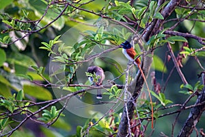 Indian paradise flycatcher or Terpsiphone paradisi perches on a branch