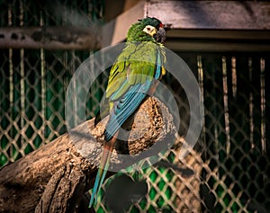 Indian parakeet