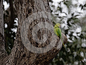 Indian parakeet nesting