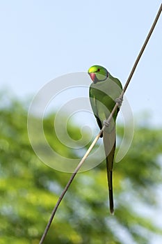 An Indian Parakeet on a wire