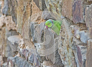 Indian parakeet