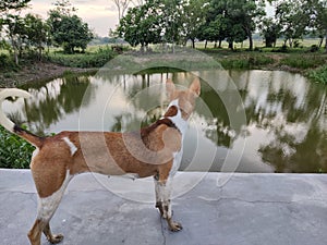 Indian Pariah Candid looking at pond to drink water during sunset