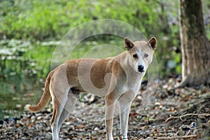 Indian pariah dog. photo