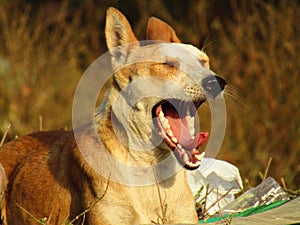 The Indian pariah dog Canis lupus familiaris.