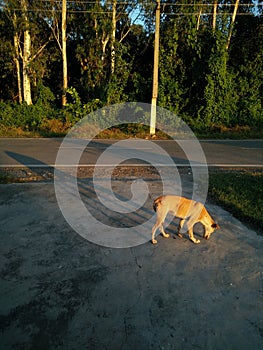 An Indian pariah dog or Desi dog