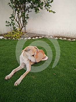 Indian pariah dog Indian native dog or Desi dog