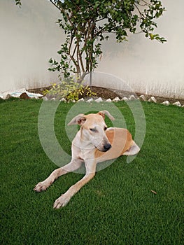 Indian pariah dog Indian native dog or Desi dog photo