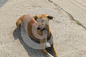 Indian pariah dog or Indian native dog or Indian street Dog is sitting and resting on a open street. photo