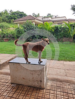 An Indian pariah dog standing in a varanda of bungalow in Pune photo