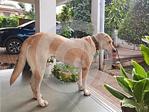 An Indian pariah dog standing in a Varanda of bungalow in Pune photo
