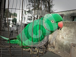 Indian parrot bird