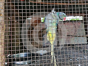 Indian Parrot hanging in a cage