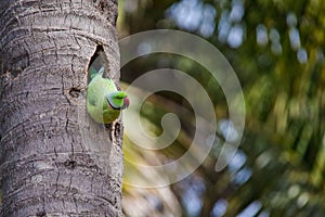 Indian Parrot nesting