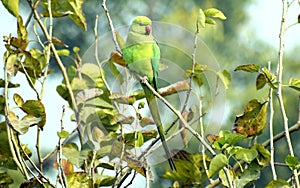 Indian parrot sitting on a tree branch