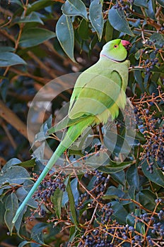 Indian parrot in the tropical forest