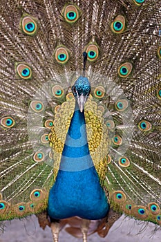 Indian peacock