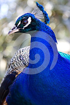 Indian Peacock