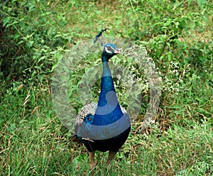 Indian peacock in bandipur national park