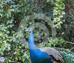 Indian Peacock or Blue Peacock, Pavo cristatus , looking to left showing blue feathers on neck