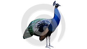 Indian Peacock CGI / 3D Rendered