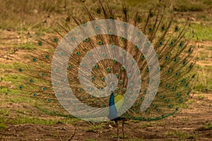 Indian peacock dancing in the rain at bandipur forest area watching its visitors who are in the jeep safari