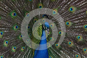 Indian Peacock Displaying its Tail Faethers