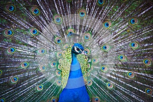 Indian Peacock with fanned tail.