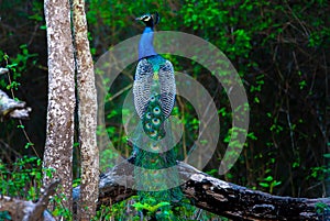 Indian peacock - Pavo cristatus