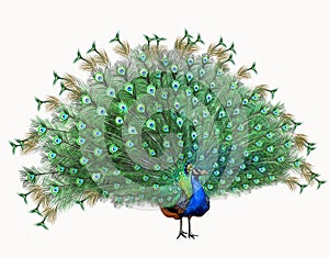 Indian peacock Pavo cristatus