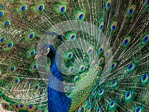 Indian Peacock, Pavo cristatus, displaying its colorful feathers