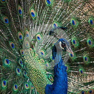 Indian Peacock, Pavo cristatus, displaying its colorful feathers