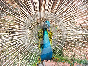 Indian peacock, Pavo cristatus, displaying for a mate