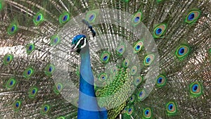 An Indian peacock (Pavo cristatus) displays vibrant and colorful feathers