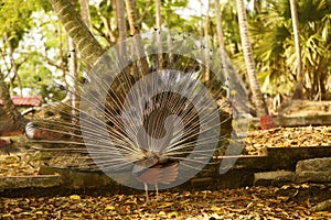 Indian Peacock, Pavo cristatus from rear side, Ross Islands, Andaman