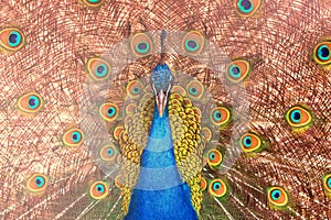 Indian peacock with peacock feathers in the peacock`s tail