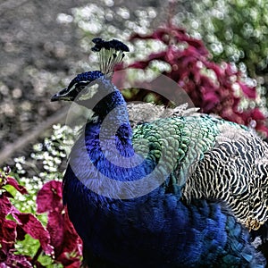 Indian peacock in Polish park